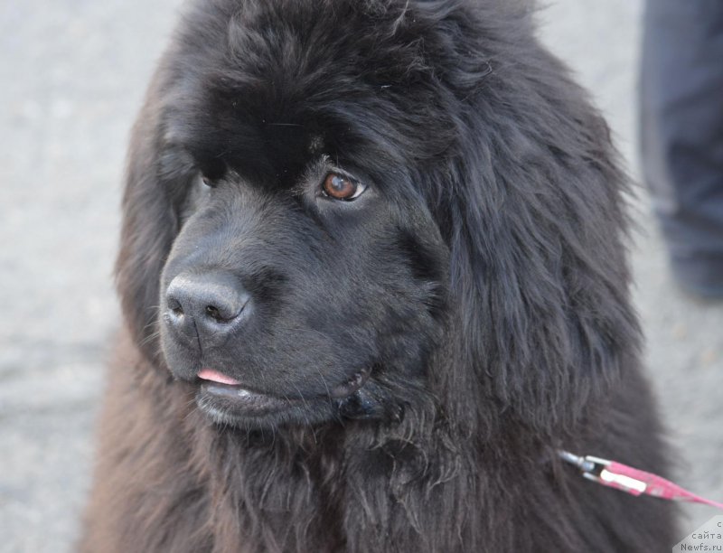 Фотография № 206234