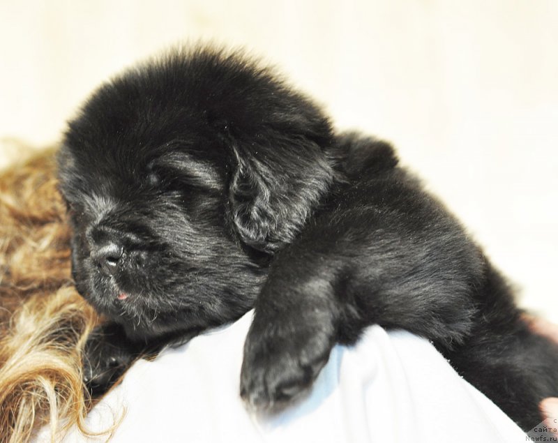 Фотография № 206245