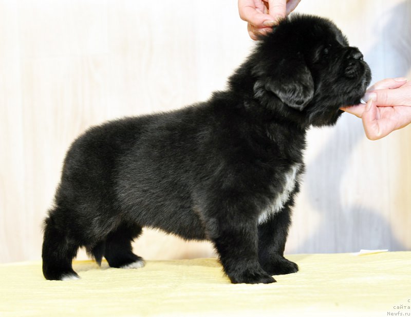 Фотография № 206249