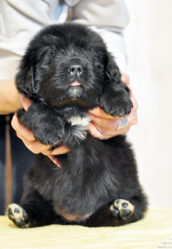 Фотография № 206250