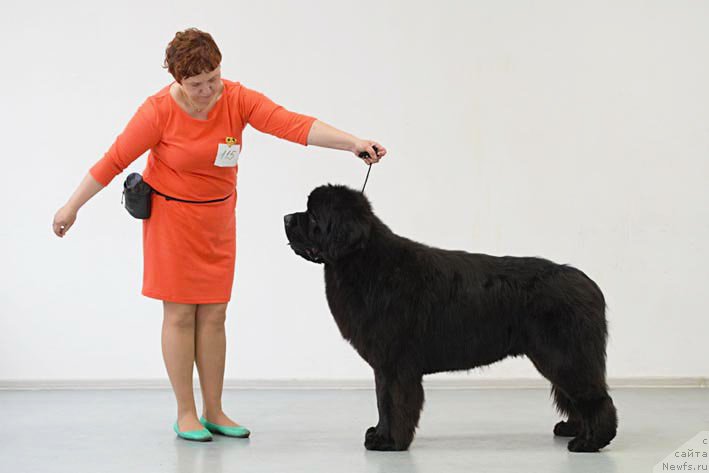 Фото: ньюфаундленд Ermak s Berega Dona (Ермак с Берега Дона)