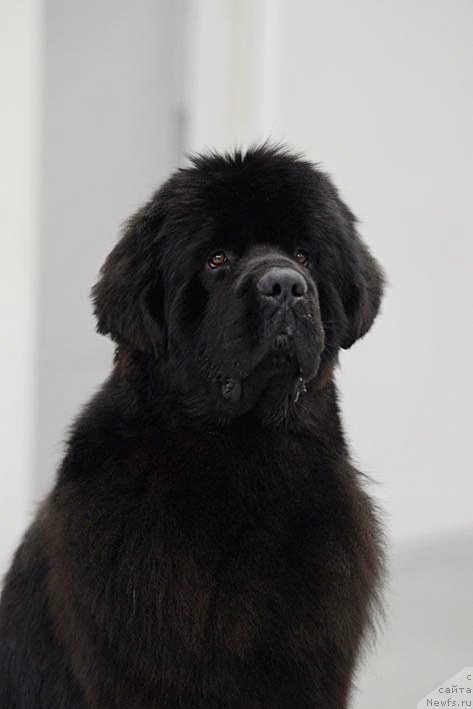 Фотография № 206254