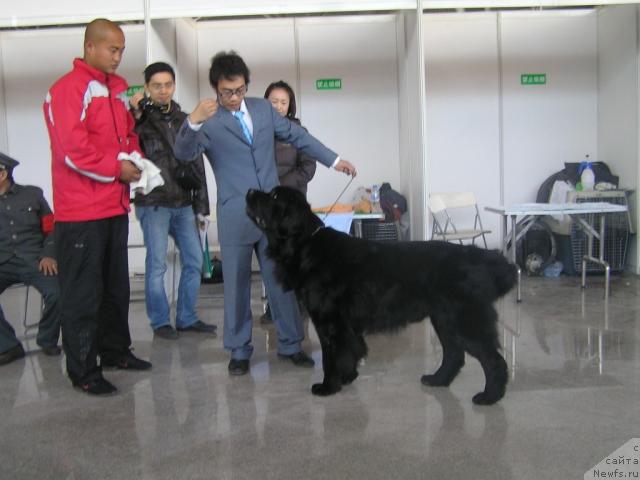 Фото: ньюфаундленд Sent Djons Esenin (Сент Джонс Есенин)