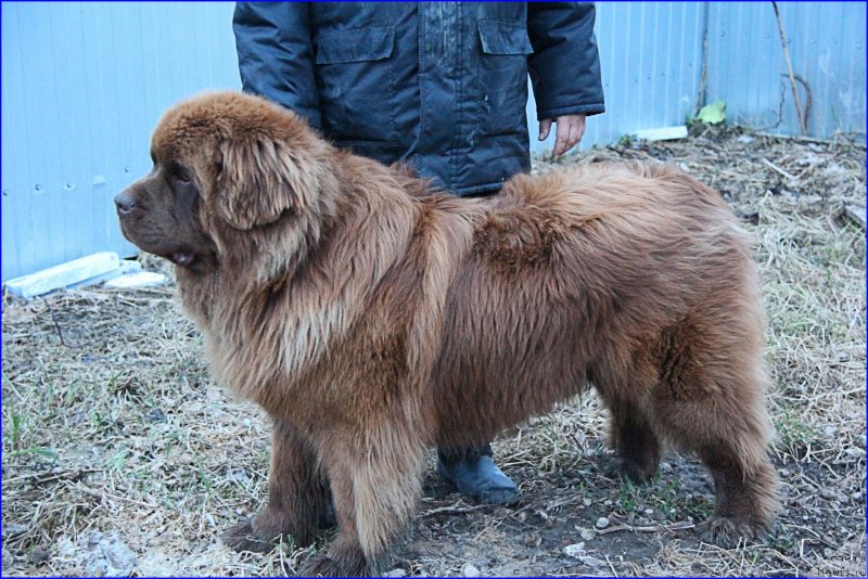Фото: ньюфаундленд Brownblood MSK Hakim Gold Haydar (Браунблад МСК Хаким Голд Хайдар)