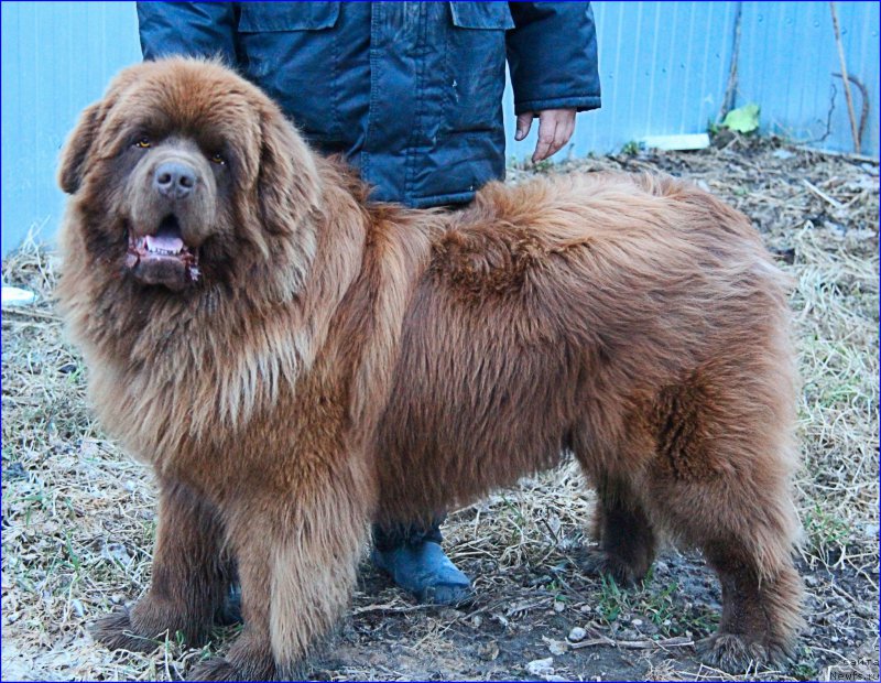 Фото: ньюфаундленд Brownblood MSK Hakim Gold Haydar (Браунблад МСК Хаким Голд Хайдар)