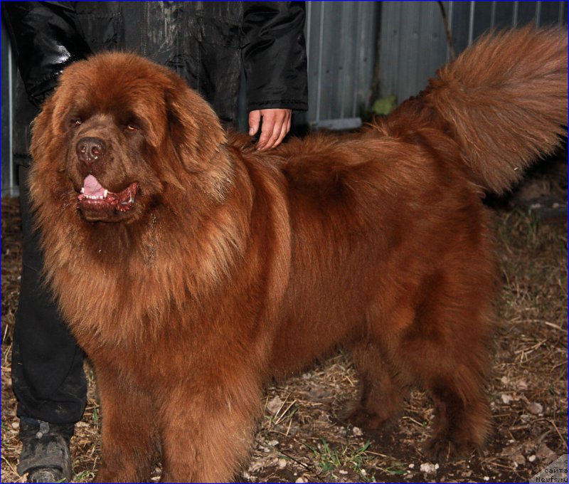 Фото: ньюфаундленд Brownblood MSK Hakim Gold Haydar (Браунблад МСК Хаким Голд Хайдар)