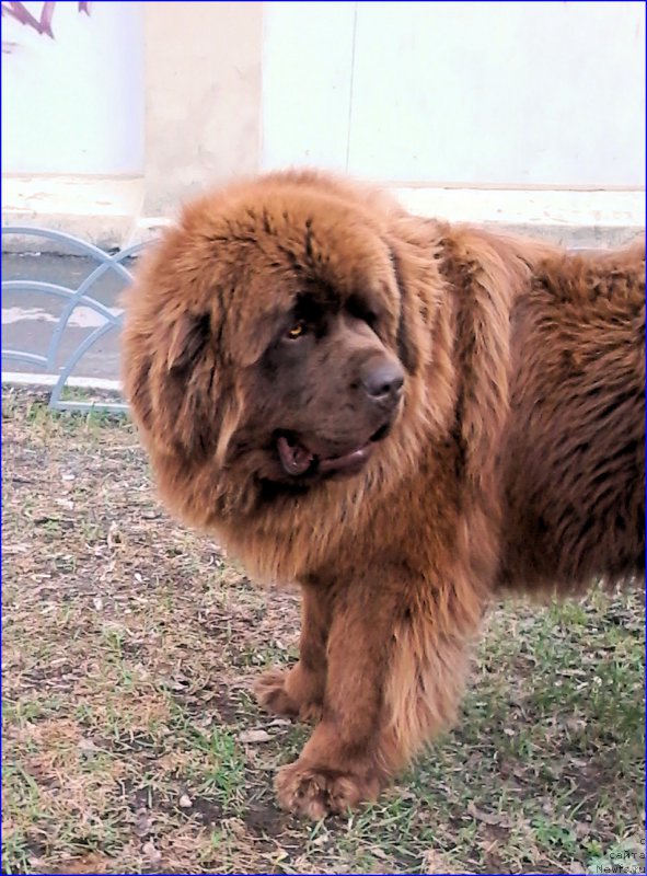 Фото: ньюфаундленд Brownblood MSK Hakim Gold Haydar (Браунблад МСК Хаким Голд Хайдар)