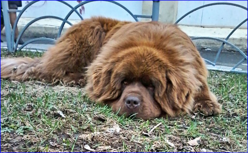 Фото: ньюфаундленд Brownblood MSK Hakim Gold Haydar (Браунблад МСК Хаким Голд Хайдар)