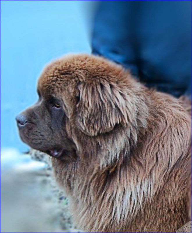 Фото: ньюфаундленд Brownblood MSK Hakim Gold Haydar (Браунблад МСК Хаким Голд Хайдар)
