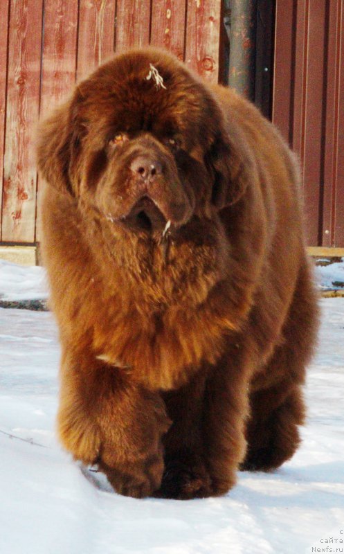 Фото: ньюфаундленд Esaul s Berega Dona (Есаул с Берега Дона)