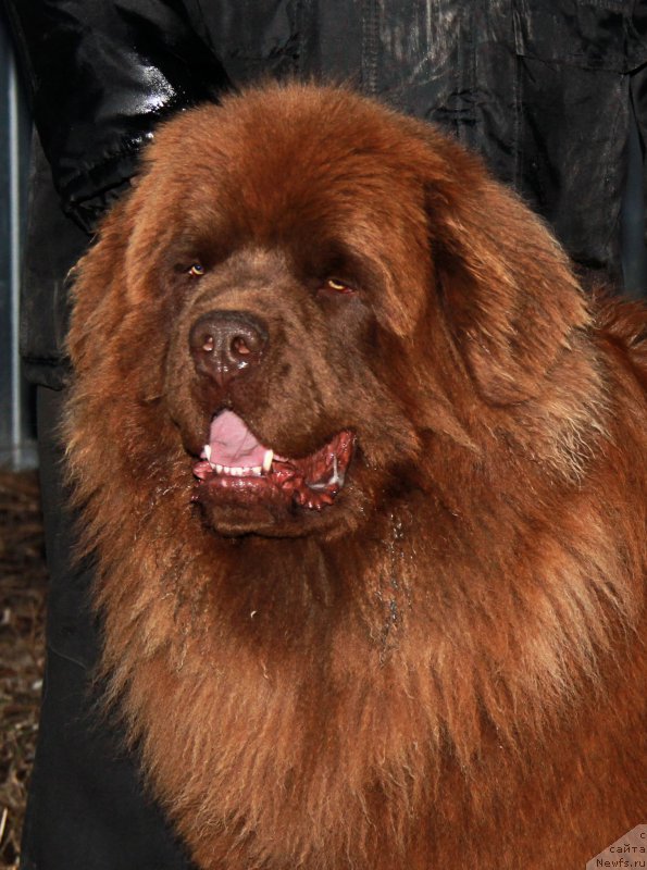 Фото: ньюфаундленд Brownblood MSK Hakim Gold Haydar (Браунблад МСК Хаким Голд Хайдар)