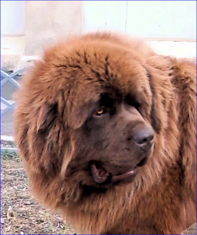 Фото: ньюфаундленд Brownblood MSK Hakim Gold Haydar (Браунблад МСК Хаким Голд Хайдар)