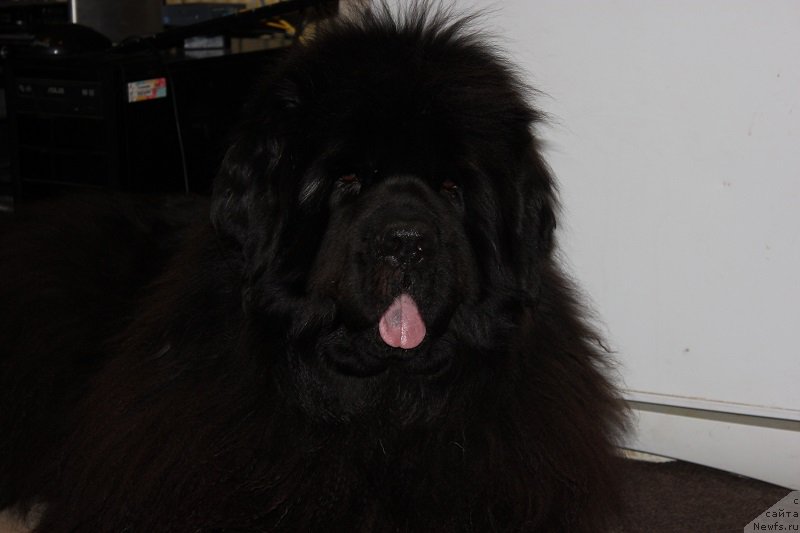 Фотография № 206294