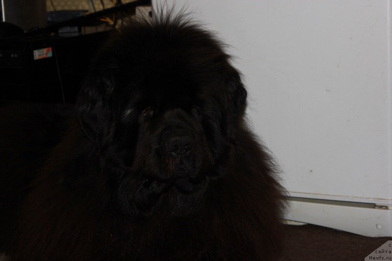 Фотография № 206295