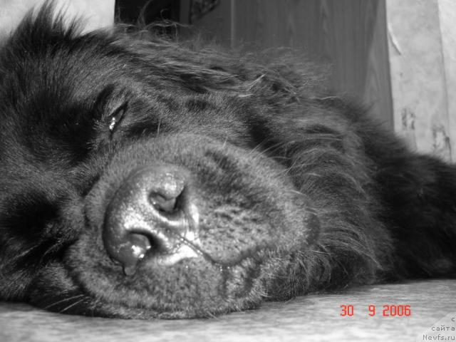 Фото: ньюфаундленд CHansi iz Zolotogo Treugol'nika (Чанси из Золотого Треугольника)