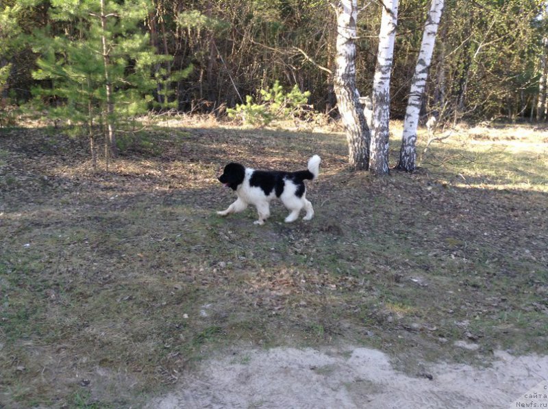Фото: ньюфаундленд Blestyaschaya Onega ot Karel'skih Medvedey (Блестящая Онега от Карельских Медведей)