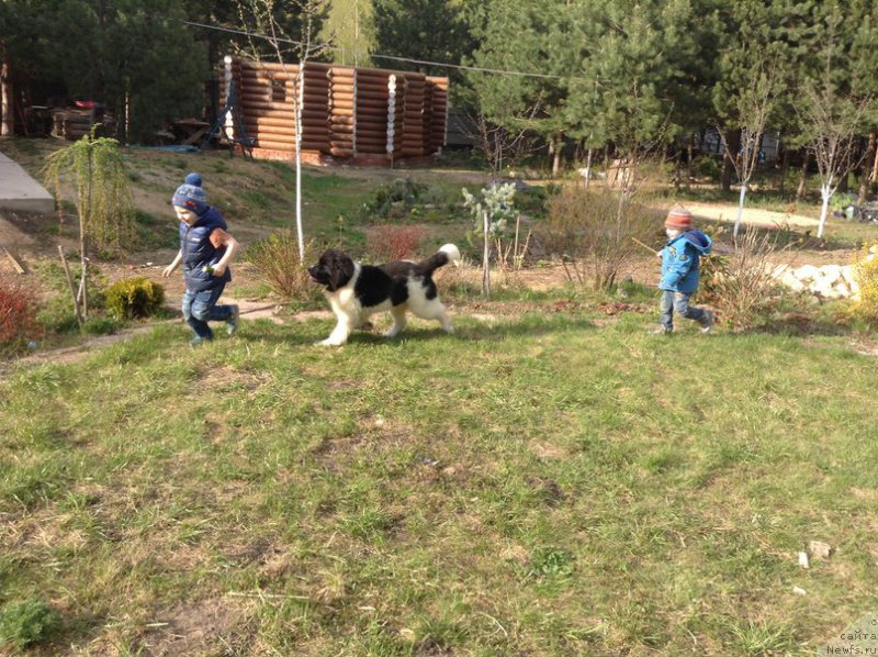 Фото: ньюфаундленд Blestyaschaya Onega ot Karel'skih Medvedey (Блестящая Онега от Карельских Медведей)