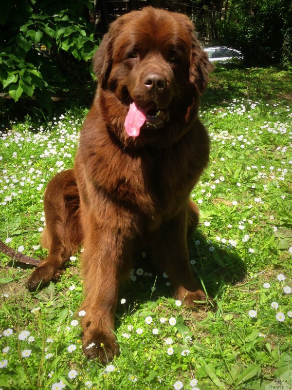 Фото: ньюфаундленд Brownblood MSK Happy Teddy (Браунблад МСК Хэппи Тедди)