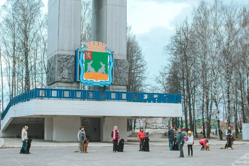 Фото: ньюфаундленд Russkaya Krasavica Nyura (Русская Красавица Нюра)