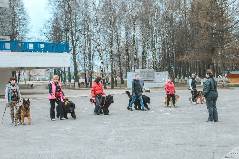Фото: ньюфаундленд Russkaya Krasavica Nyura (Русская Красавица Нюра)