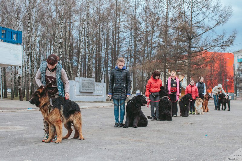 Фото: ньюфаундленд Russkaya Krasavica Nyura (Русская Красавица Нюра)