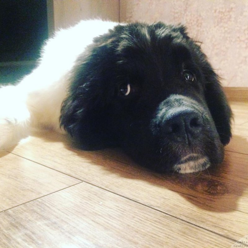 Фото: ньюфаундленд Bendjamin ot Karel'skih Medvedey (Бенджамин от Карельских Медведей)