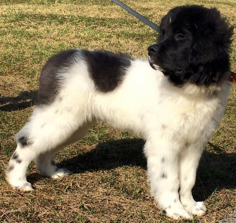 Фото: ньюфаундленд Bendjamin ot Karel'skih Medvedey (Бенджамин от Карельских Медведей)