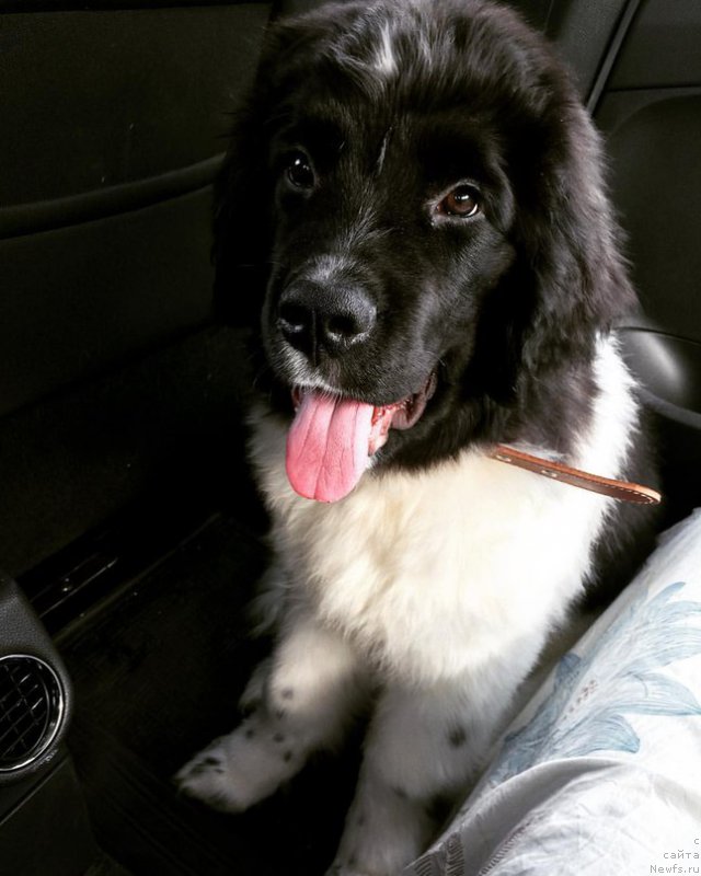 Фото: ньюфаундленд Bendjamin ot Karel'skih Medvedey (Бенджамин от Карельских Медведей)