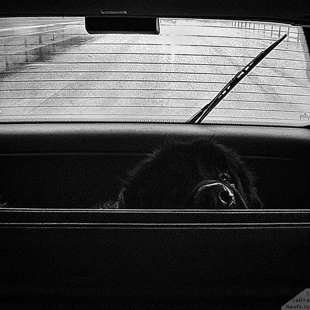 Фото: ньюфаундленд Arion Starinsoul (Арион Старинсоул)