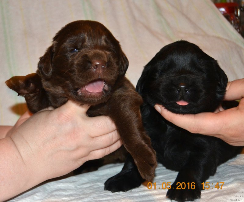 Фото: ньюфаундленд Zhdanny Syn Vialiki Miadzvedz, ньюфаундленд Djakonda (Джаконда)