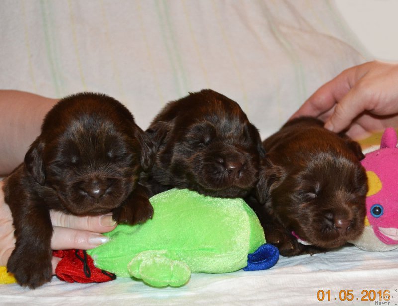 Фото: ньюфаундленд Zhdanny Syn Vialiki Miadzvedz, ньюфаундленд Djakonda (Джаконда)