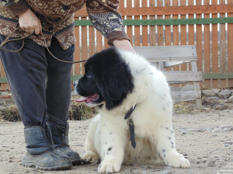 Фото: ньюфаундленд Boyard ot Karel'skih Medvedey (Боярд от Карельских Медведей)