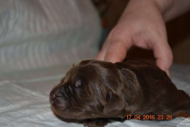 Фото: ньюфаундленд Zhdanny Syn Vialiki Miadzvedz, ньюфаундленд Djakonda (Джаконда)