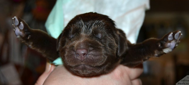 Фото: ньюфаундленд Zhdanny Syn Vialiki Miadzvedz, ньюфаундленд Djakonda (Джаконда)