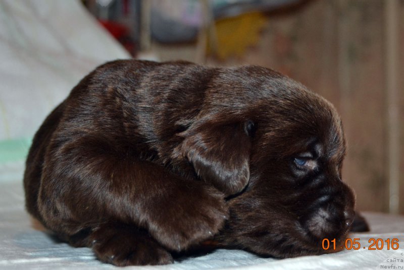 Фото: ньюфаундленд Zhdanny Syn Vialiki Miadzvedz, ньюфаундленд Djakonda (Джаконда)