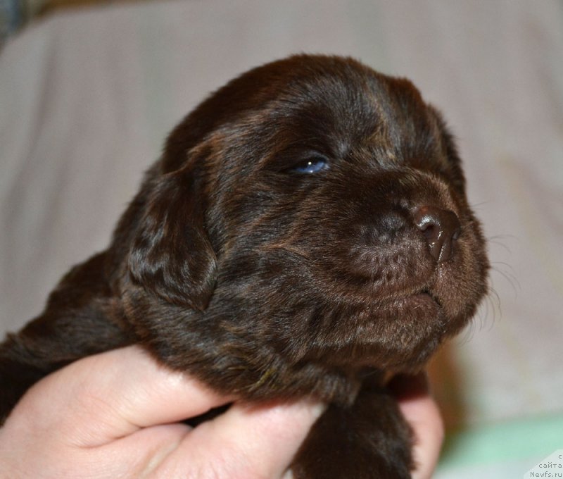 Фото: ньюфаундленд Zhdanny Syn Vialiki Miadzvedz, ньюфаундленд Djakonda (Джаконда)