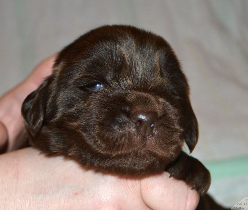 Фото: ньюфаундленд Zhdanny Syn Vialiki Miadzvedz, ньюфаундленд Djakonda (Джаконда)