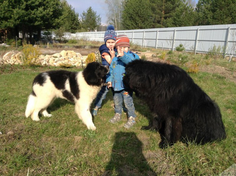 Фото: ньюфаундленд Blestyaschaya Onega ot Karel'skih Medvedey (Блестящая Онега от Карельских Медведей)