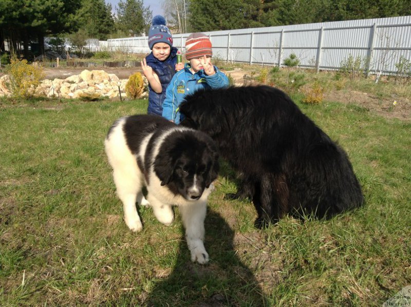Фото: ньюфаундленд Blestyaschaya Onega ot Karel'skih Medvedey (Блестящая Онега от Карельских Медведей)