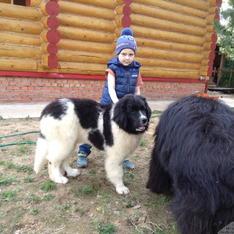 Фото: ньюфаундленд Blestyaschaya Onega ot Karel'skih Medvedey (Блестящая Онега от Карельских Медведей)