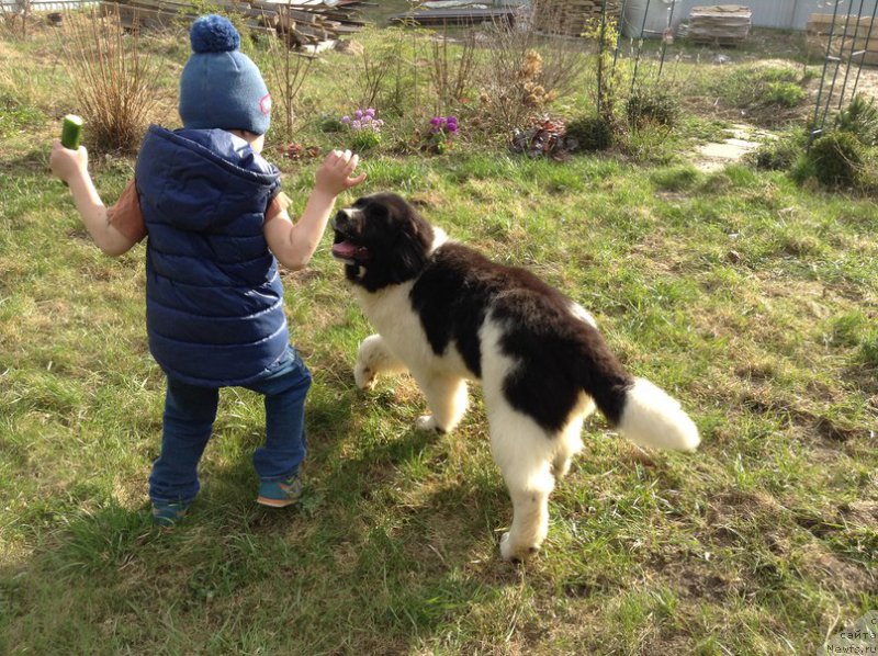 Фото: ньюфаундленд Blestyaschaya Onega ot Karel'skih Medvedey (Блестящая Онега от Карельских Медведей)