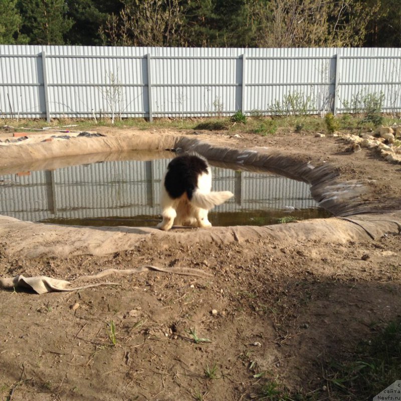Фото: ньюфаундленд Blestyaschaya Onega ot Karel'skih Medvedey (Блестящая Онега от Карельских Медведей)