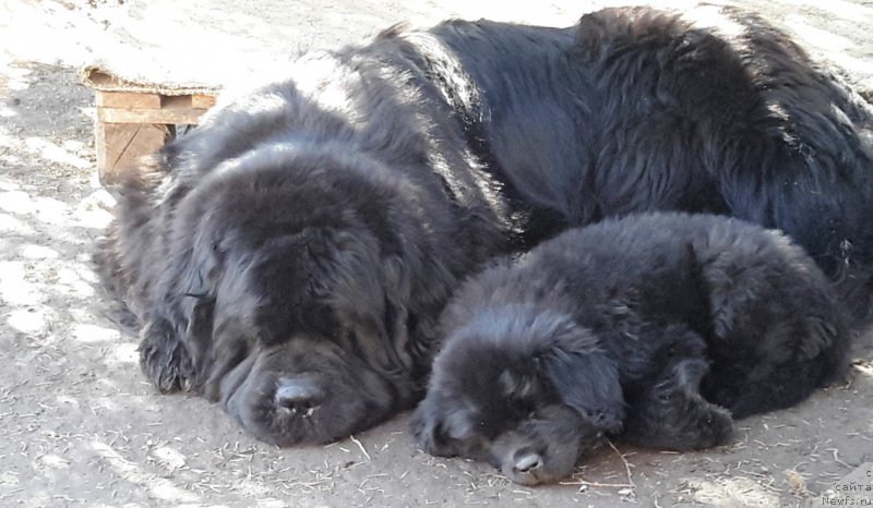 Фото: ньюфаундленд Cristalmar Cadeaux de Noel, ньюфаундленд Waterton-Lakes Bear Now and Forever Zhade (Уотертон-Лейкс Беар Нау энд Форевер Жаде)