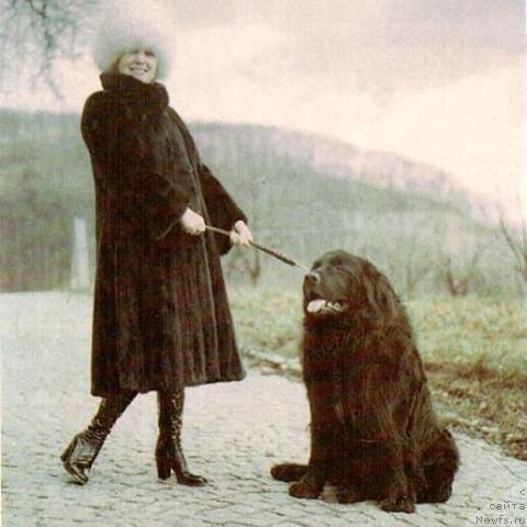 Фото: ньюфаундленд Mag Ispolin Morskaya Jemchujina (Маг Исполин Морская Жемчужина)