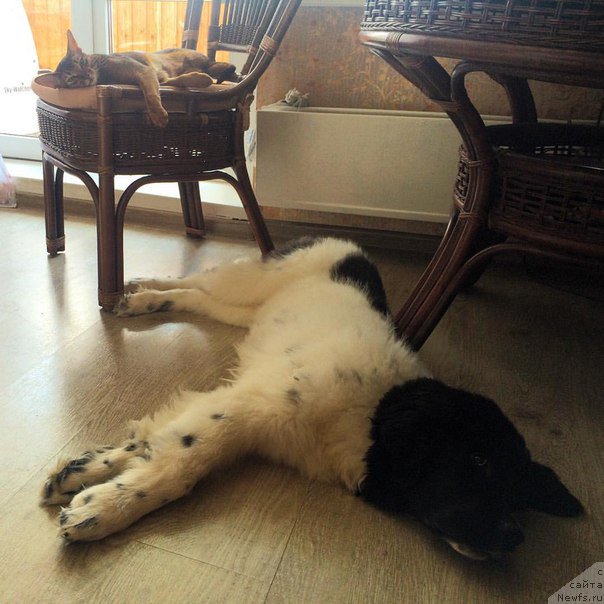 Фото: ньюфаундленд Bendjamin ot Karel'skih Medvedey (Бенджамин от Карельских Медведей)