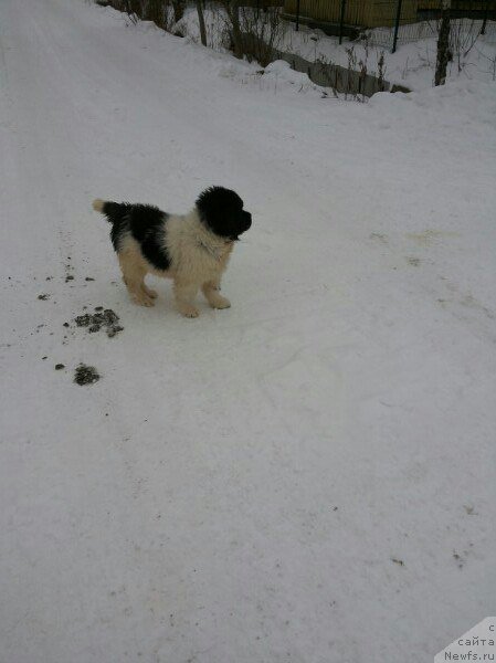 Фото: ньюфаундленд Bavariya ot Karel'skih Medvedey (Бавария от Карельских Медведей)