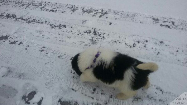Фото: ньюфаундленд Bavariya ot Karel'skih Medvedey (Бавария от Карельских Медведей)
