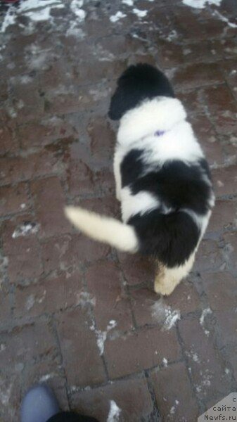 Фото: ньюфаундленд Bavariya ot Karel'skih Medvedey (Бавария от Карельских Медведей)