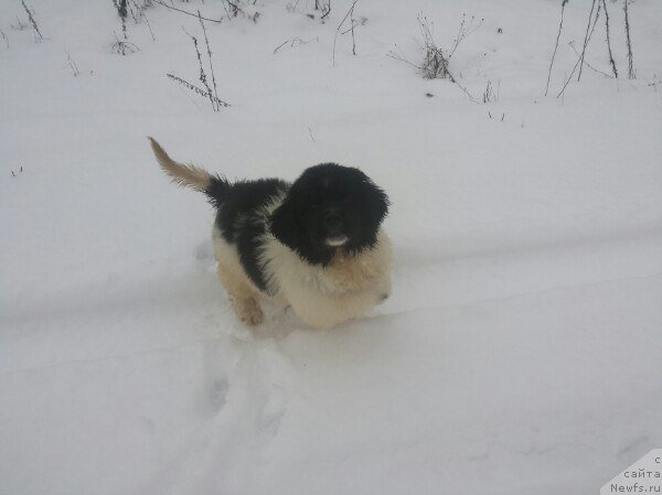 Фото: ньюфаундленд Bavariya ot Karel'skih Medvedey (Бавария от Карельских Медведей)