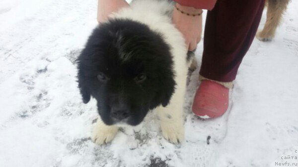 Фото: ньюфаундленд Bavariya ot Karel'skih Medvedey (Бавария от Карельских Медведей)
